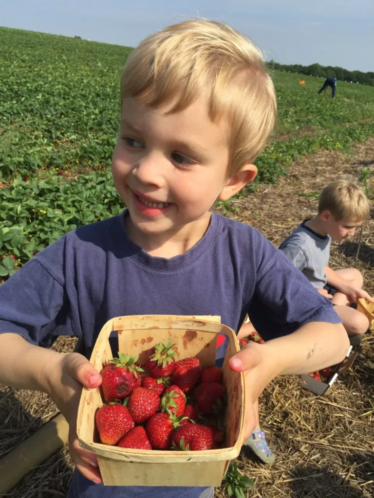 Finding Math in a Field of Strawberries – Early Math Counts